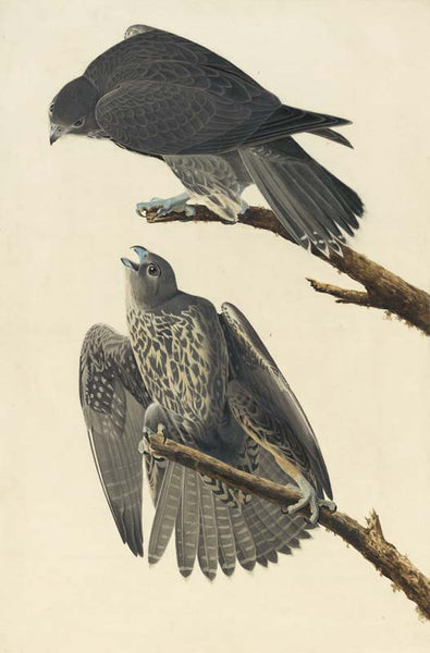 Gyrfalcon, Havell pl. 196
