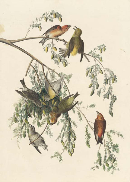 Red Crossbill, Havell pl. 197