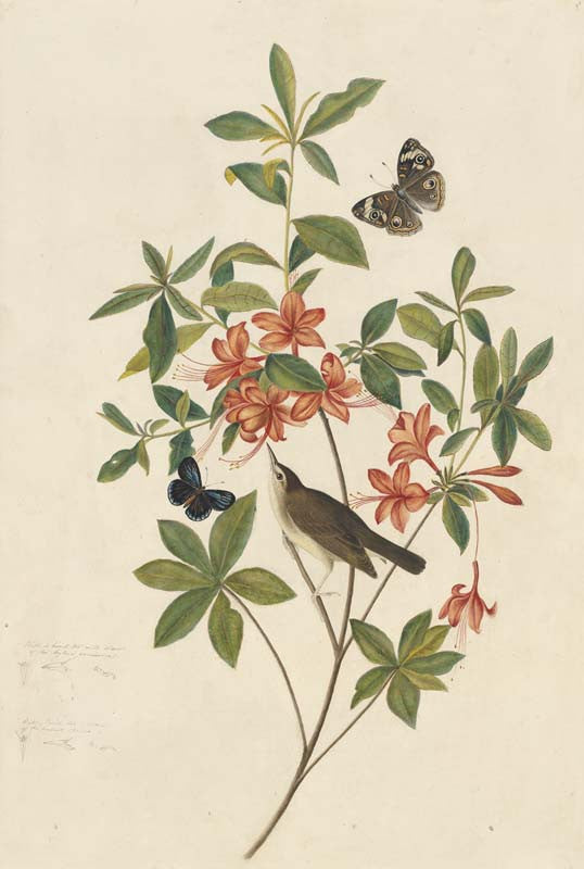Swainson's Warbler, Havell pl. 198