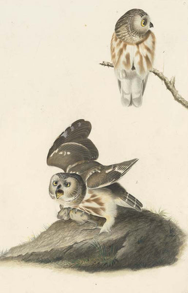 Northern Saw-whet Owl, Havell pl. 199