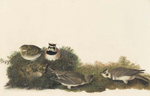 Horned Lark, Havell pl. 200