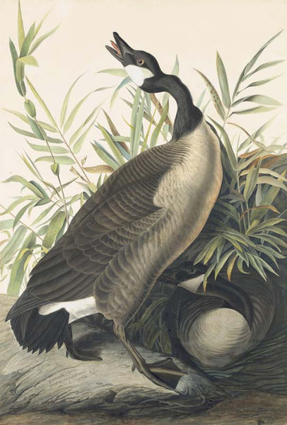 Canada Goose, Havell pl. 201