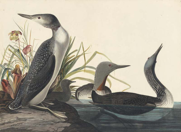 Red-throated Loon, Havell pl. 202