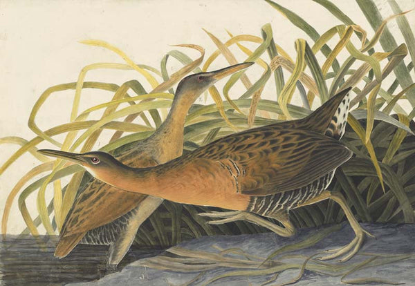 King Rail, Havell pl. 203