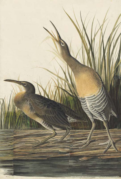 Clapper Rail, Havell pl. 204