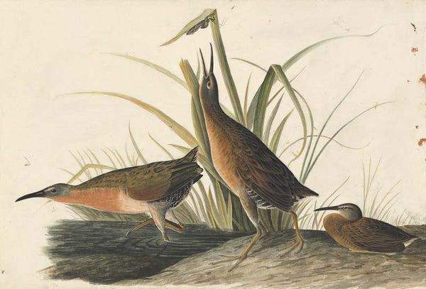 Virginia Rail, Havell pl. 205