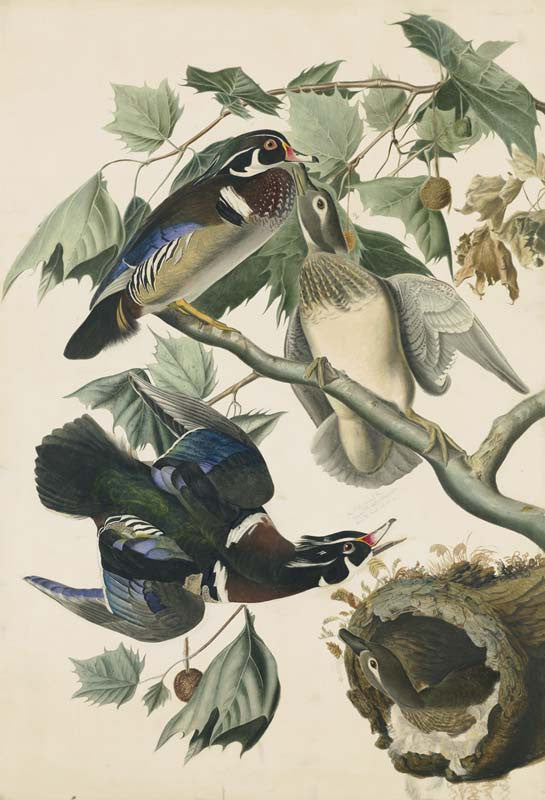 Wood Duck, Havell pl. 206