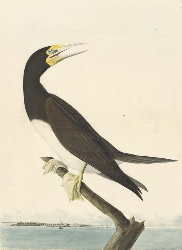 Brown Booby, Havell pl. 207