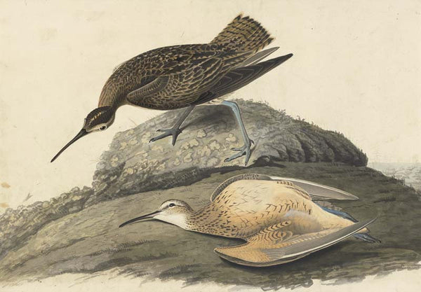 Eskimo Curlew, Havell pl. 208