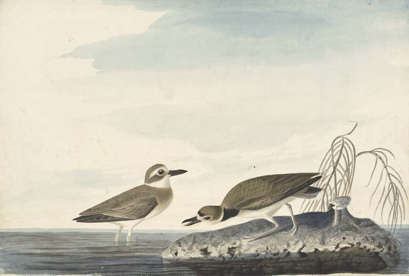 Wilson's Plover, Havell pl. 209