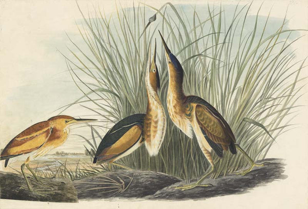 Least Bittern, Havell pl. 210