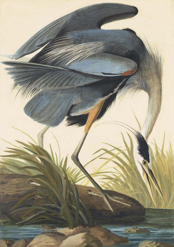 Great Blue Heron, Havell pl. 211