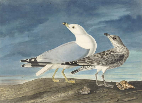 Ring-billed Gull, Havell pl. 212
