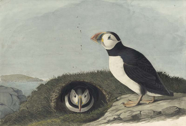 Atlantic Puffin, Havell pl. 213