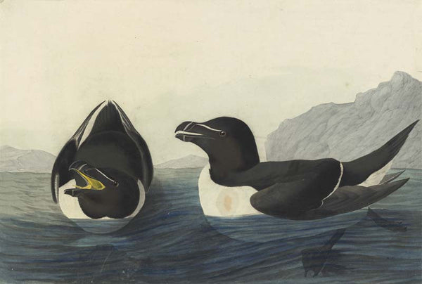 Razorbill, Havell pl. 214