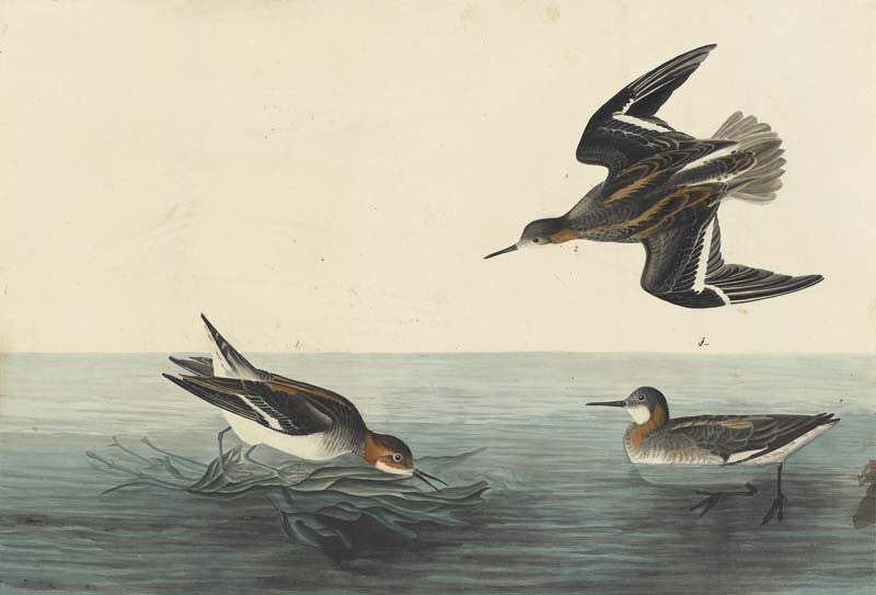 Red-necked Phalarope, Havell pl. 215