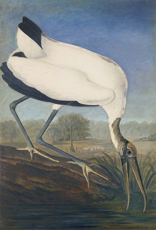 Wood Stork, Havell pl. 216