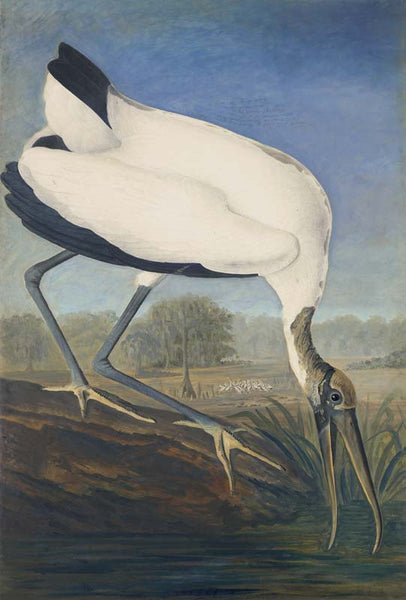 Wood Stork, Havell pl. 216