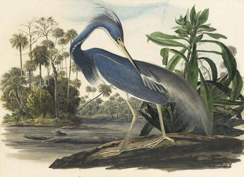 Tricolored Heron, Havell pl. 217