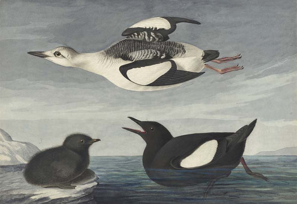 Black Guillemot, Havell pl. 219