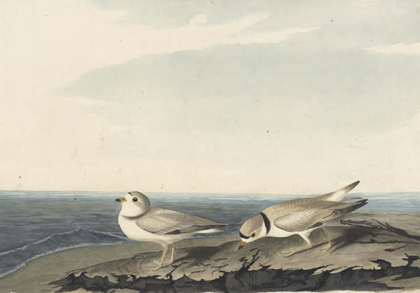 Piping Plover, Havell pl. 220