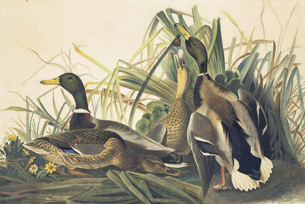 Mallard, Havell pl. 221