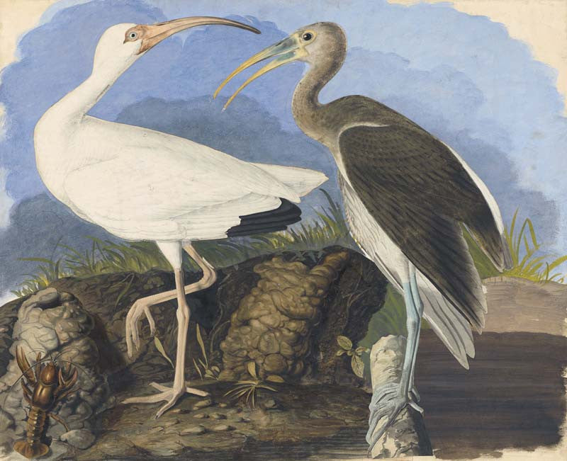 White Ibis, Havell pl. 222
