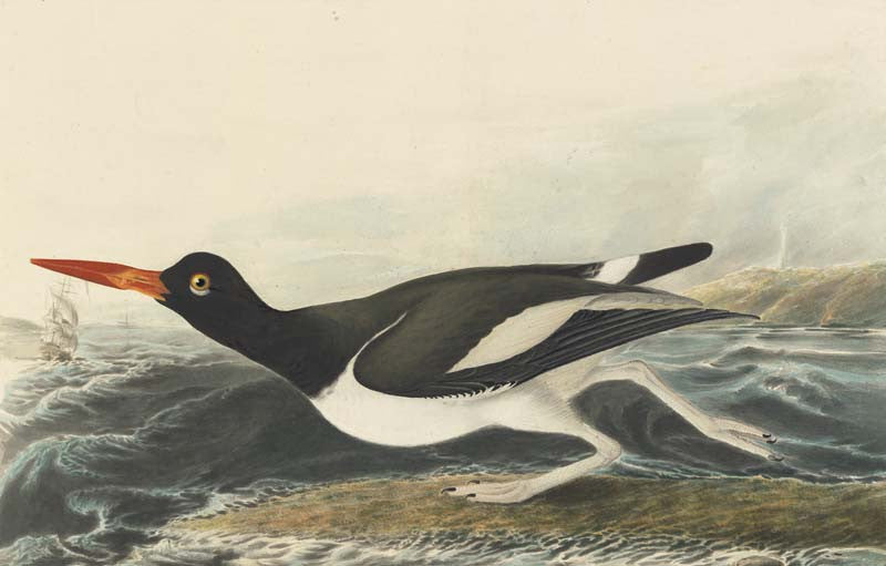 American Oystercatcher, Havell pl. 223
