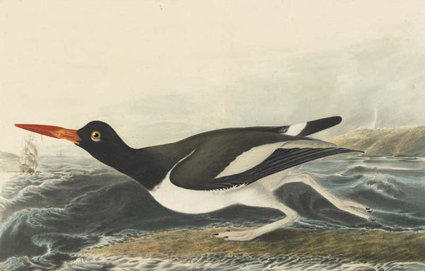 American Oystercatcher, Havell pl. 223
