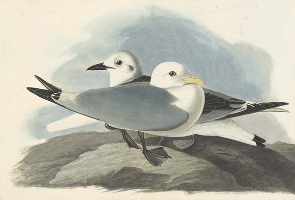 Black-legged Kittiwake, Havell pl. 224