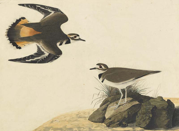 Killdeer, Havell pl. 225