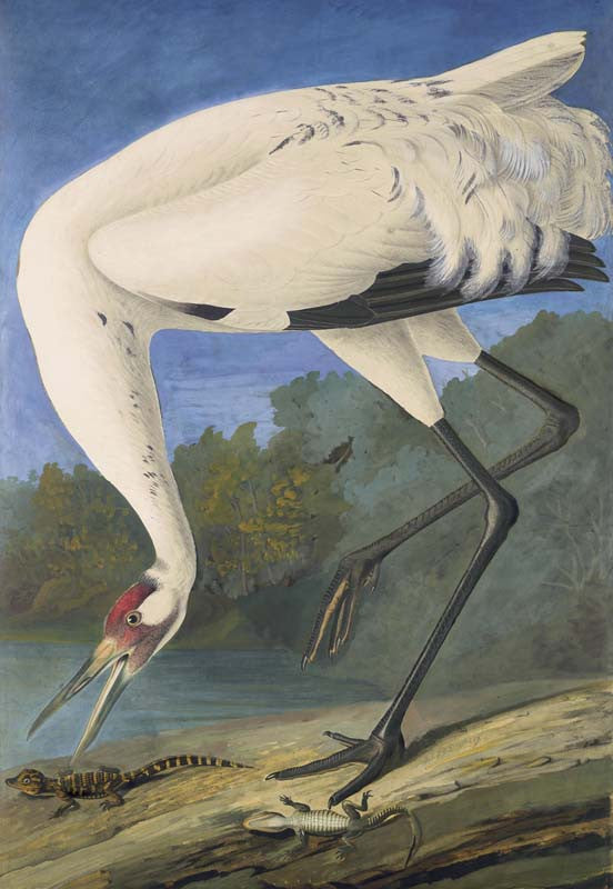 Whooping Crane, Havell pl. 226
