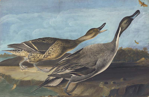 Northern Pintail, Havell pl. 227