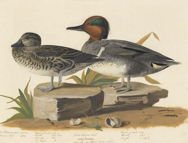 Green-winged Teal, Havell pl. 228