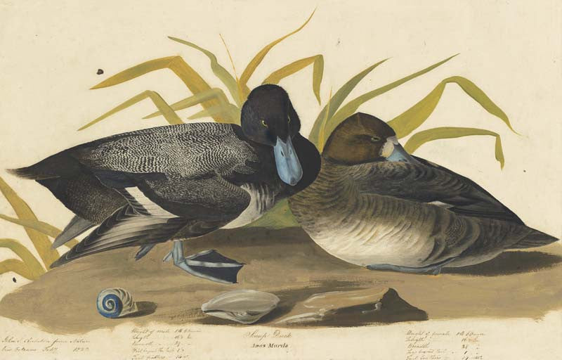 Greater Scaup, Havell pl. 229