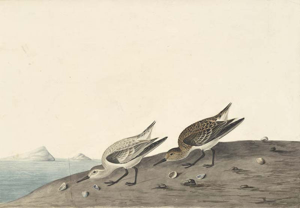 Sanderling, Havell pl. 230