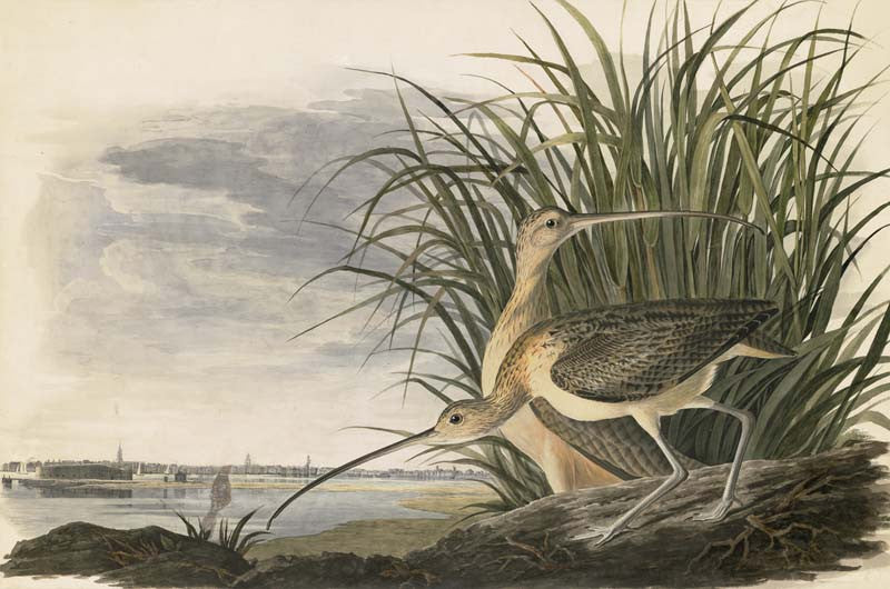 Long-billed Curlew, Havell pl. 231