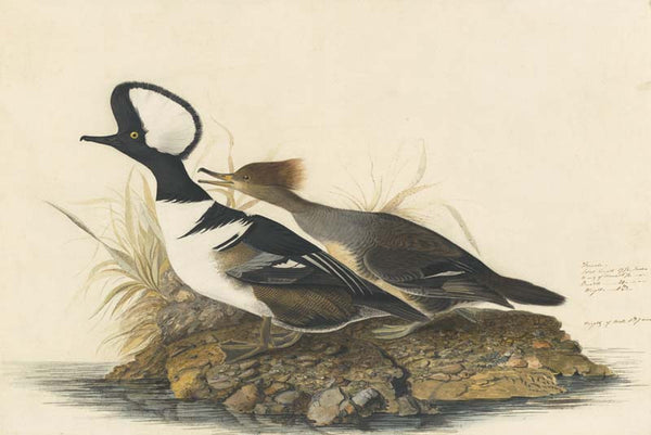 Hooded Merganser, Havell pl. 232