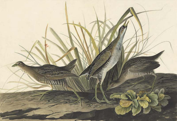 Sora, Havell pl. 233