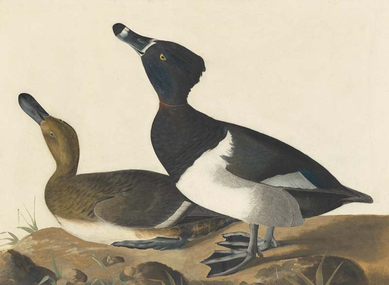 Ring-necked Duck, Havell pl. 234
