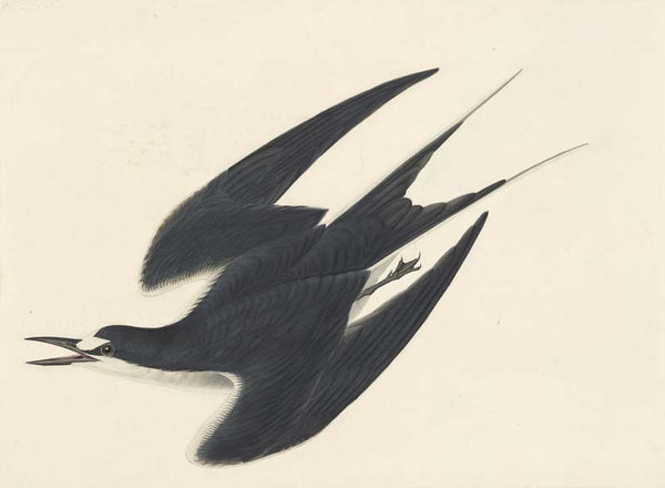 Sooty Tern, Havell pl. 235