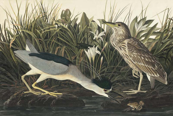 Black-crowned Night-Heron, Havell pl. 236