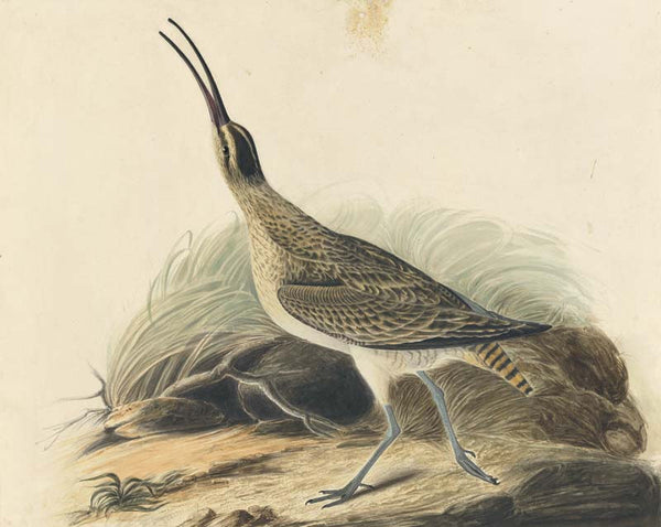 Whimbrel, Havell pl. 237