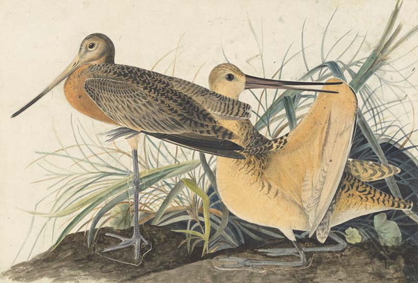 Marbled Godwit, Havell pl. 238