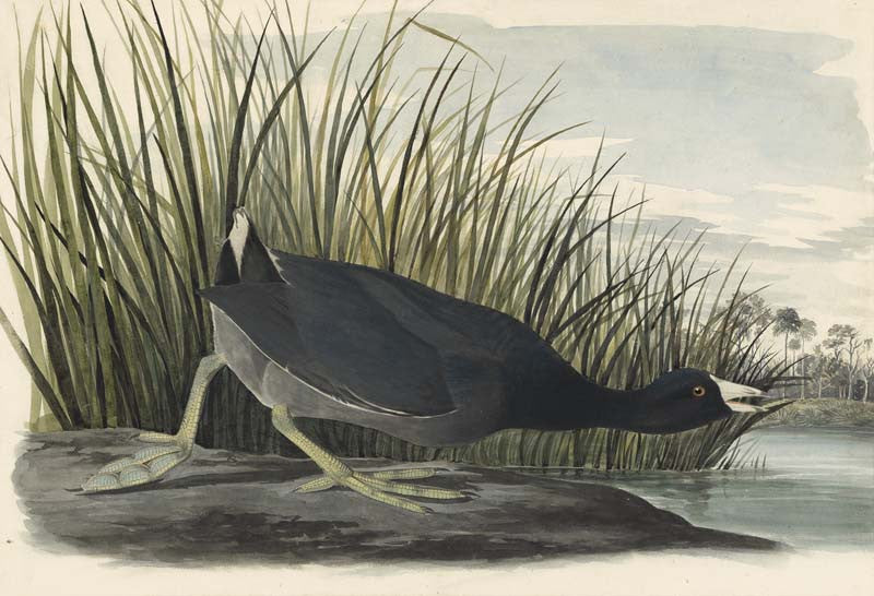 American Coot, Havell pl. 239