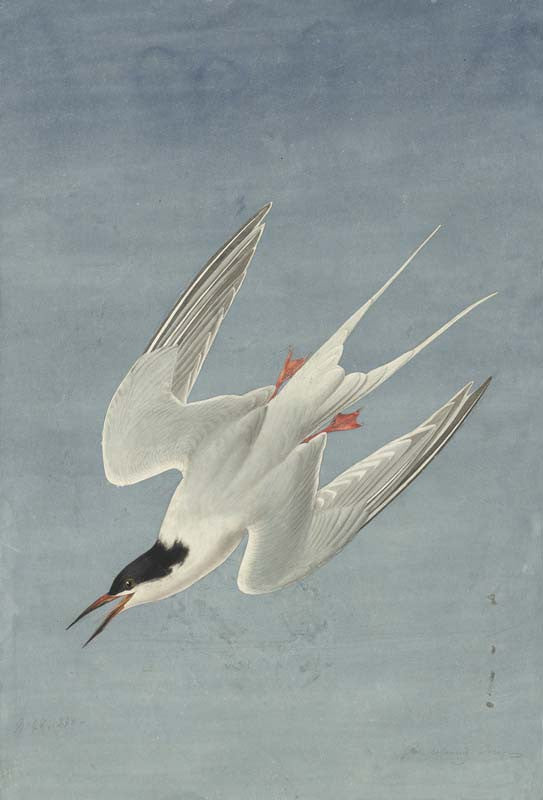 Roseate Tern, Havell pl. 240