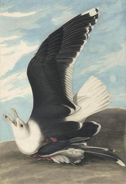 Great Black-backed Gull, Havell pl. 241