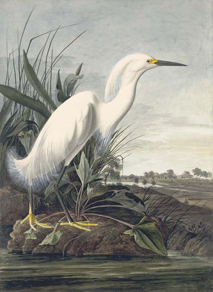 Snowy Egret, Havell pl. 242