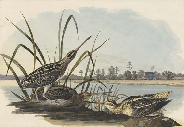 Wilson's Snipe, Havell pl. 243