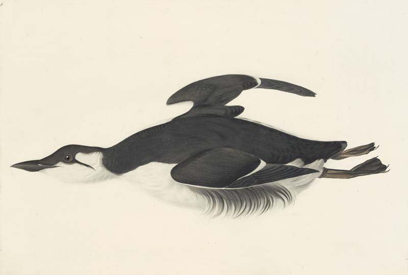 Thick-billed Murre, Havell pl. 245